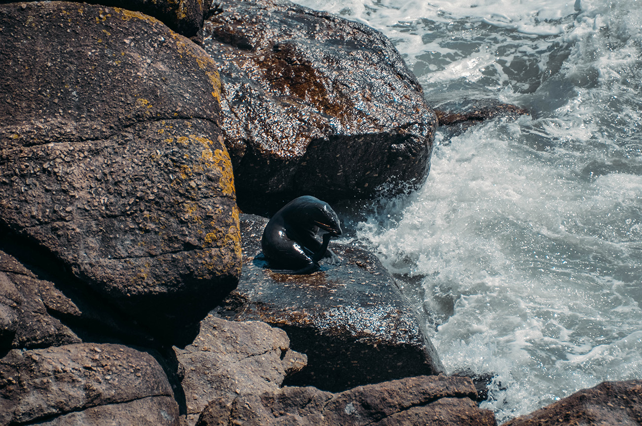 La Nouvelle-Zélande en deux semaines : les essentiels_OTARIE - Cap foulwind_A PAS DE DINO
