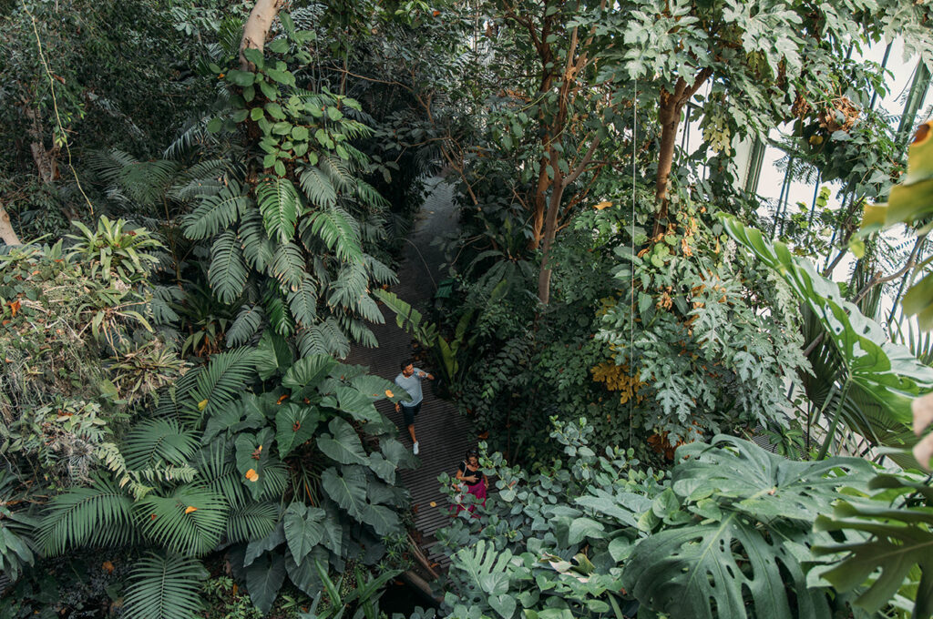 JARDIN DES PLANTES - GRANDES SERRES 1