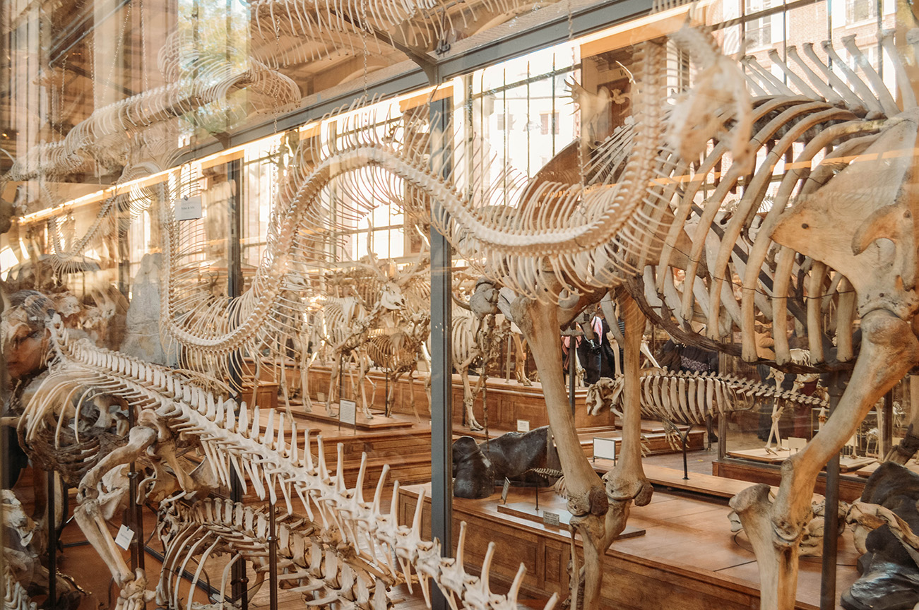 JARDIN DES PLANTES - GALERIE PALEONTHOLOGIE 1