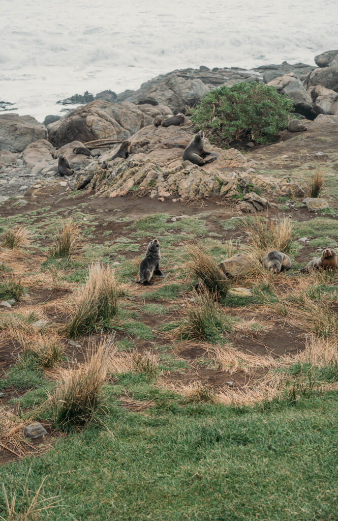 Le phare de Cape Palliser et sa colonie d'otaries 2