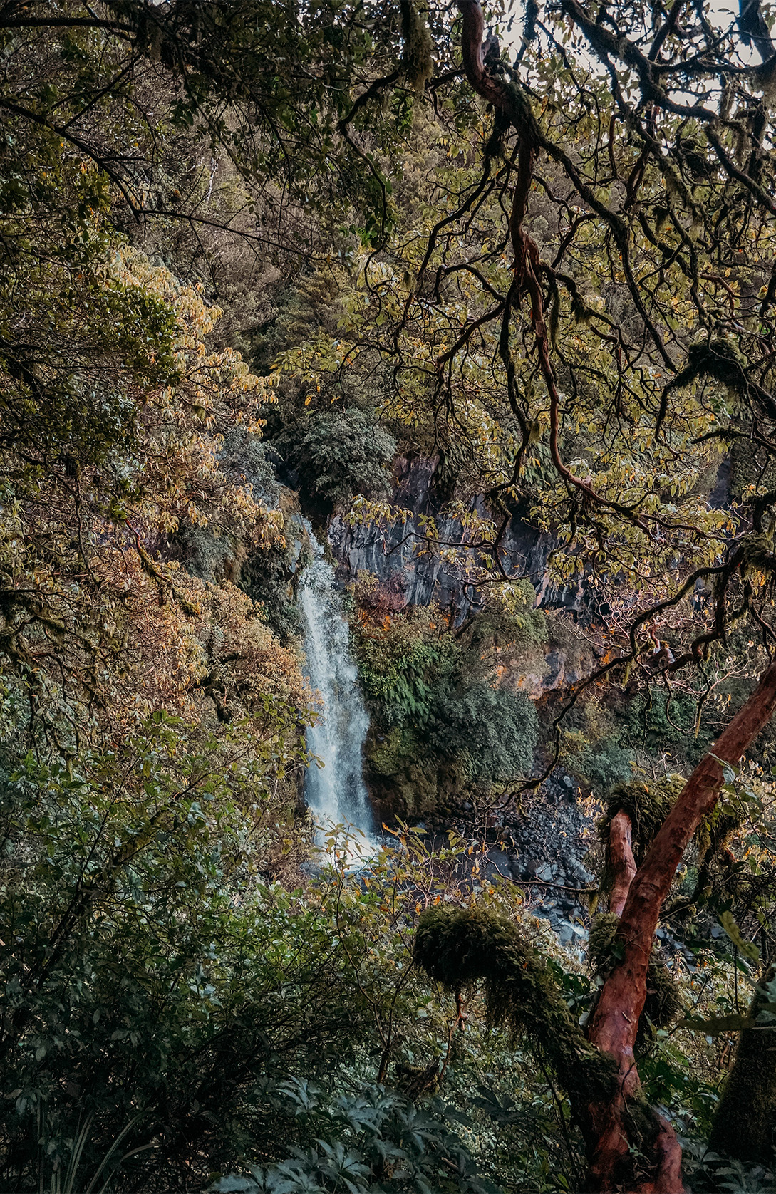UE FAIRE DANS LE DISTRICT DE TARANAKI_APAS DE DINO_Dawson Falls 1