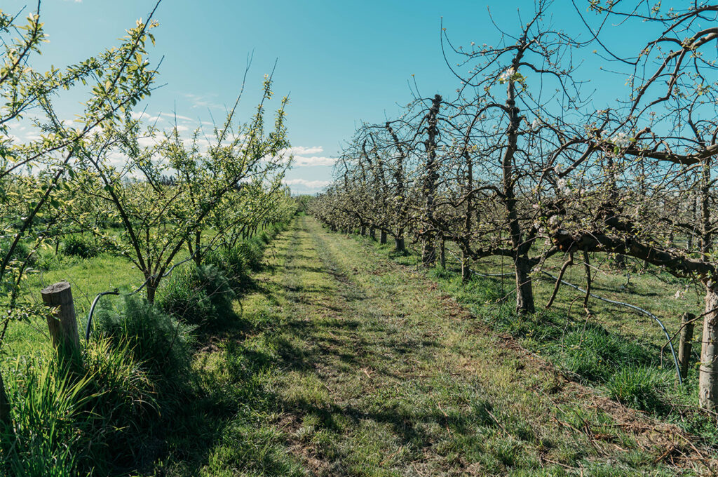 Havelock North : Le travail dans les vergers