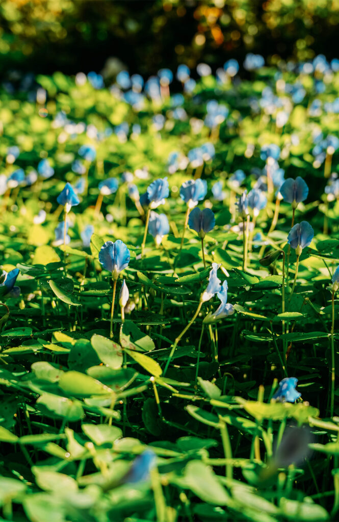 Les jolis jardins de Pukeiti 2