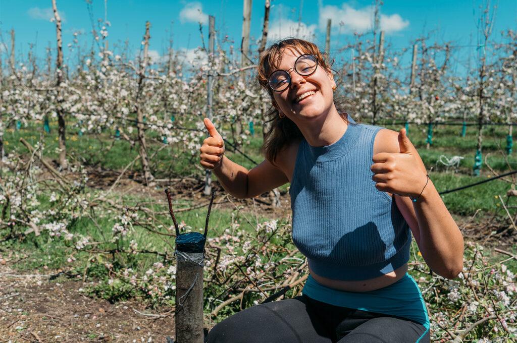 La greffe des pommiers. Mais pour quoi faire ? 3