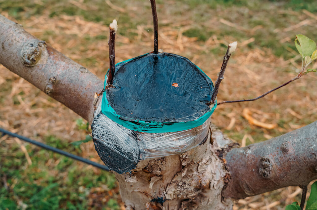 La greffe des pommiers. Mais pour quoi faire ? 