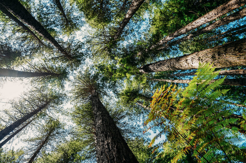 Redwoods forest, ou la forêt de Whakarewarewa