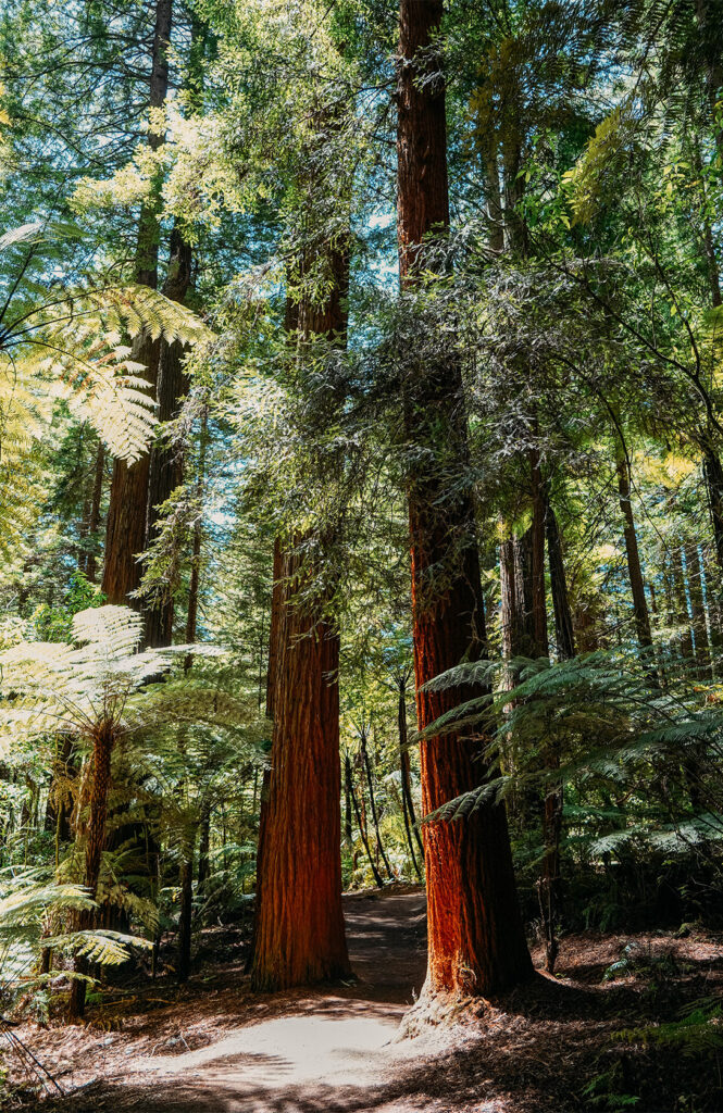 Redwoods forest, ou la forêt de Whakarewarewa 2