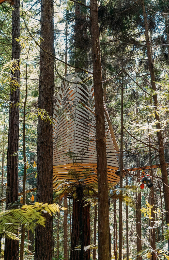 Redwoods forest, ou la forêt de Whakarewarewa 3