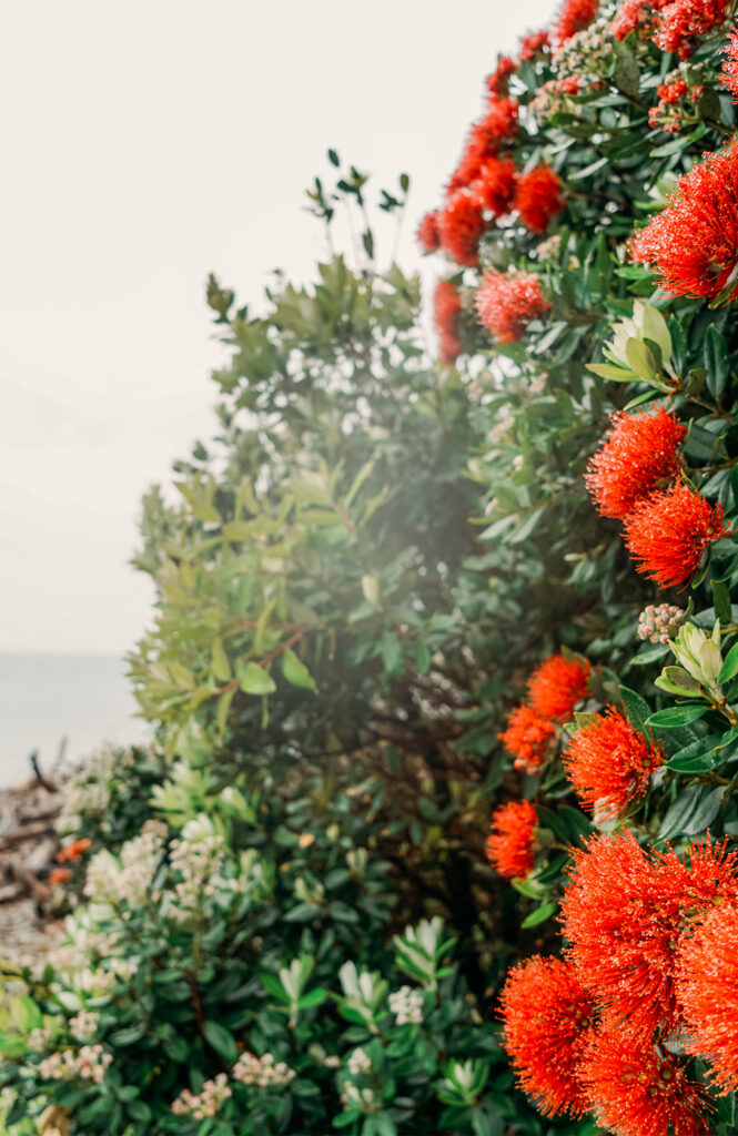 Kapiti Island 2