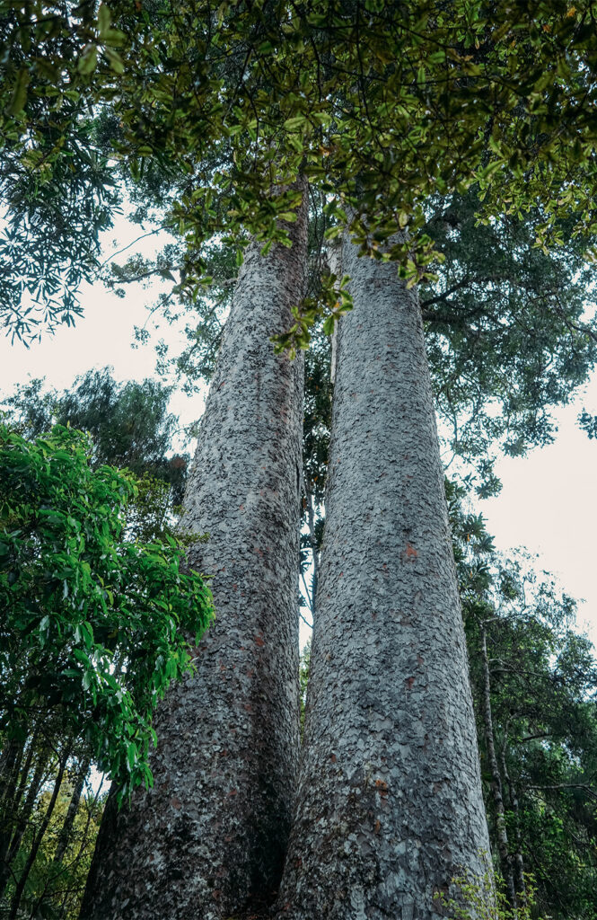 Waiau Kauri Grove 2