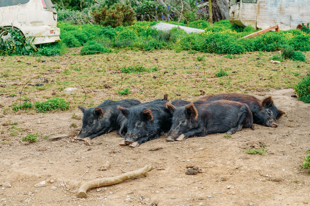 Stuart and the pigs