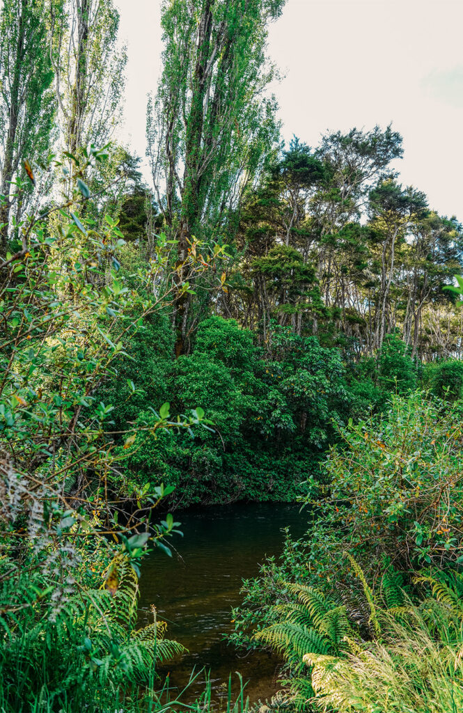 Hinemaiaia Reserve