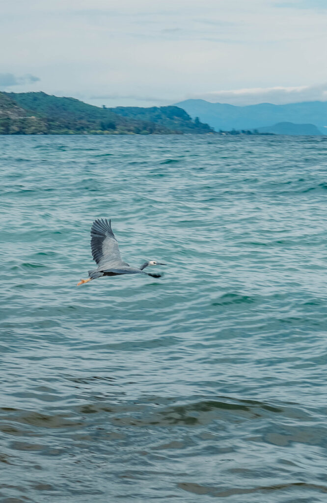 Lake Taupo Clear Water 1