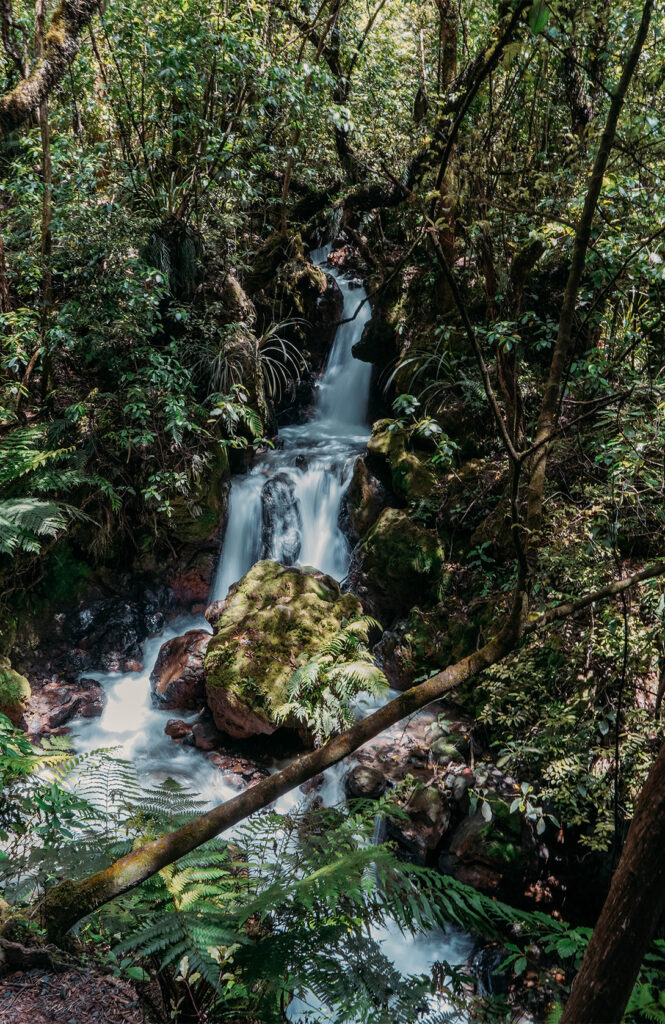 Ketetahi track & falls 1