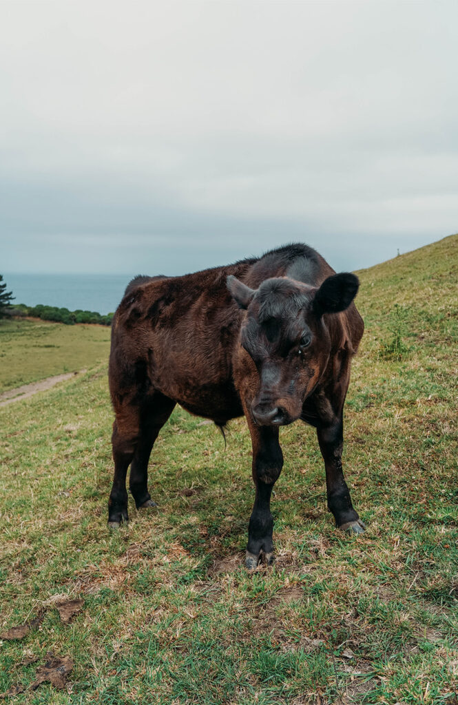 Kaikōra, sa ville et sa péninsule 1