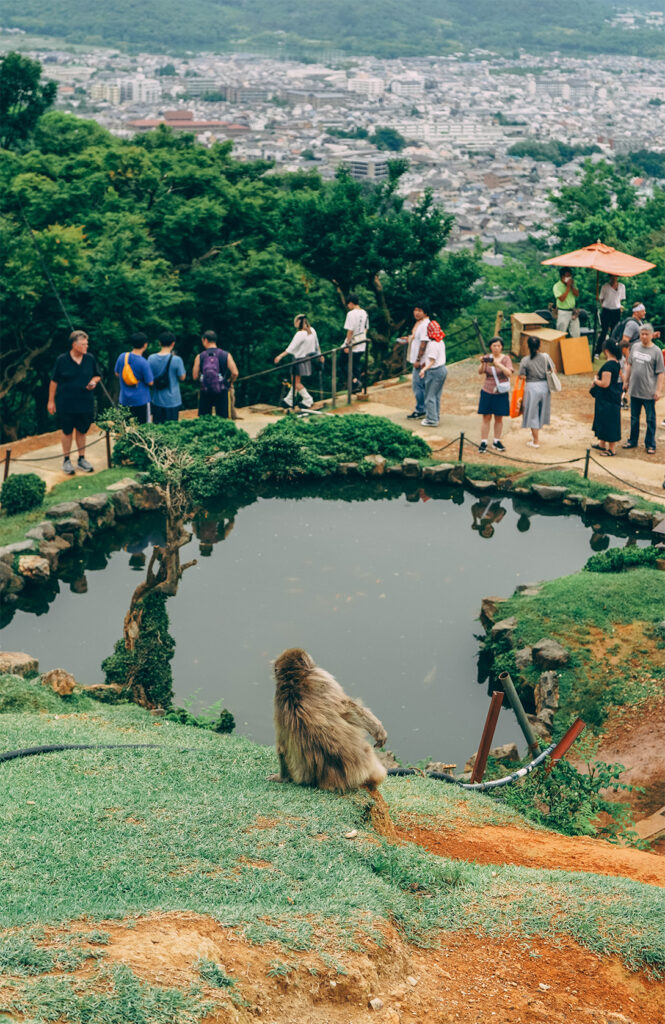 Que voir dans le quartier d'Arashiyama à Kyoto ?_Le Mont Iwata et le parc aux singes 1