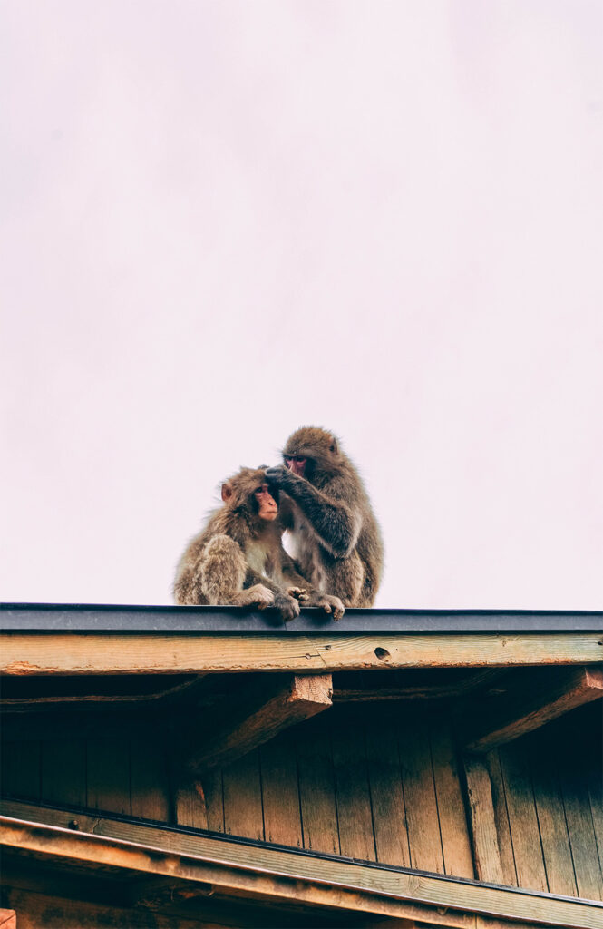 Que voir dans le quartier d'Arashiyama à Kyoto ?_Le Mont Iwata et le parc aux singes 2