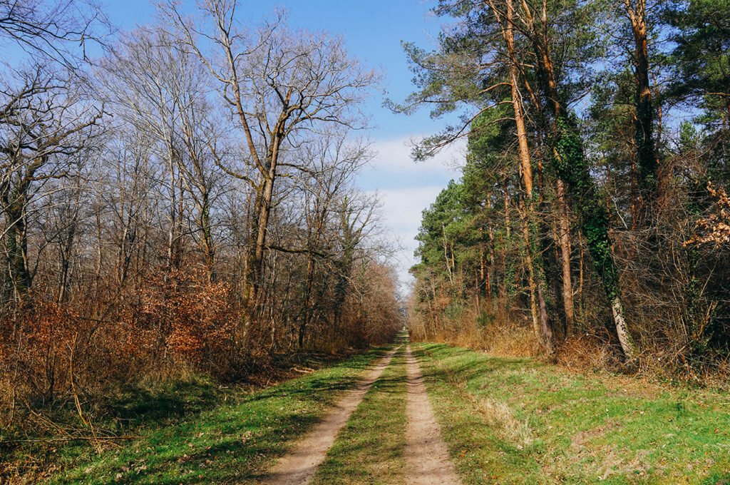 Visiter Compiègne en 1 jour_Se promener dans la forêt de Compiègne