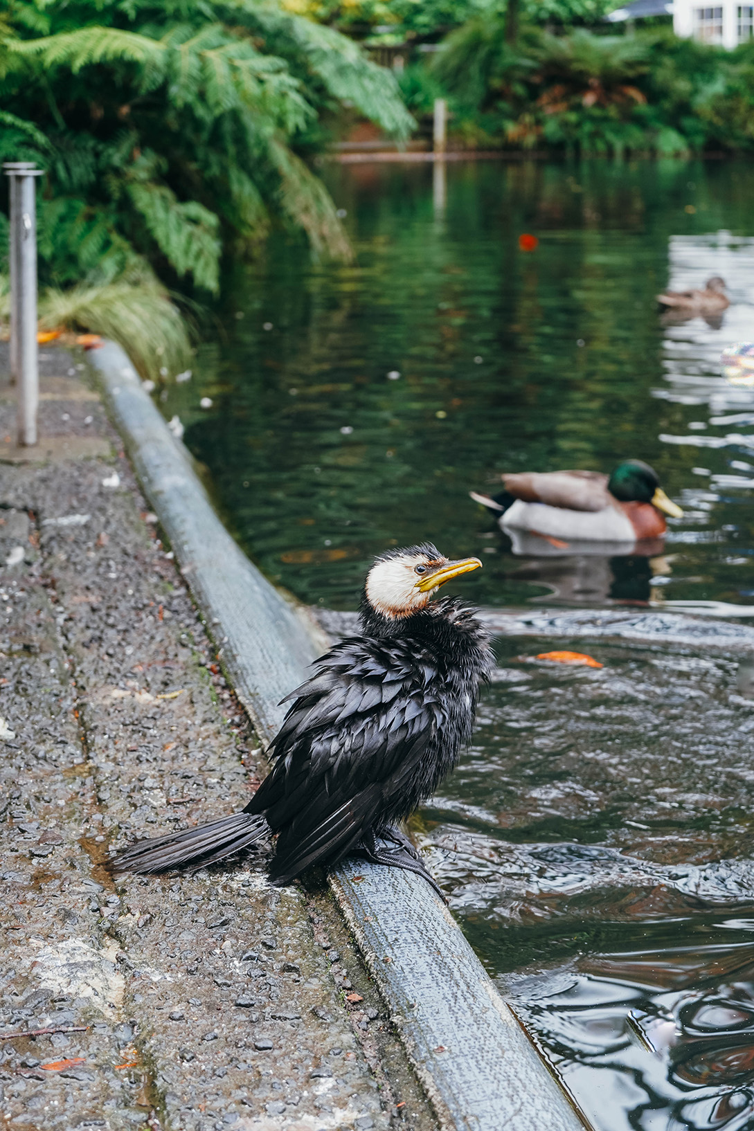 Que faire à New Plymouth en Nouvelle-Zélande ?​_OU MANGER_APASDEDINO_Flâner dans le parc de Pukekura​_2