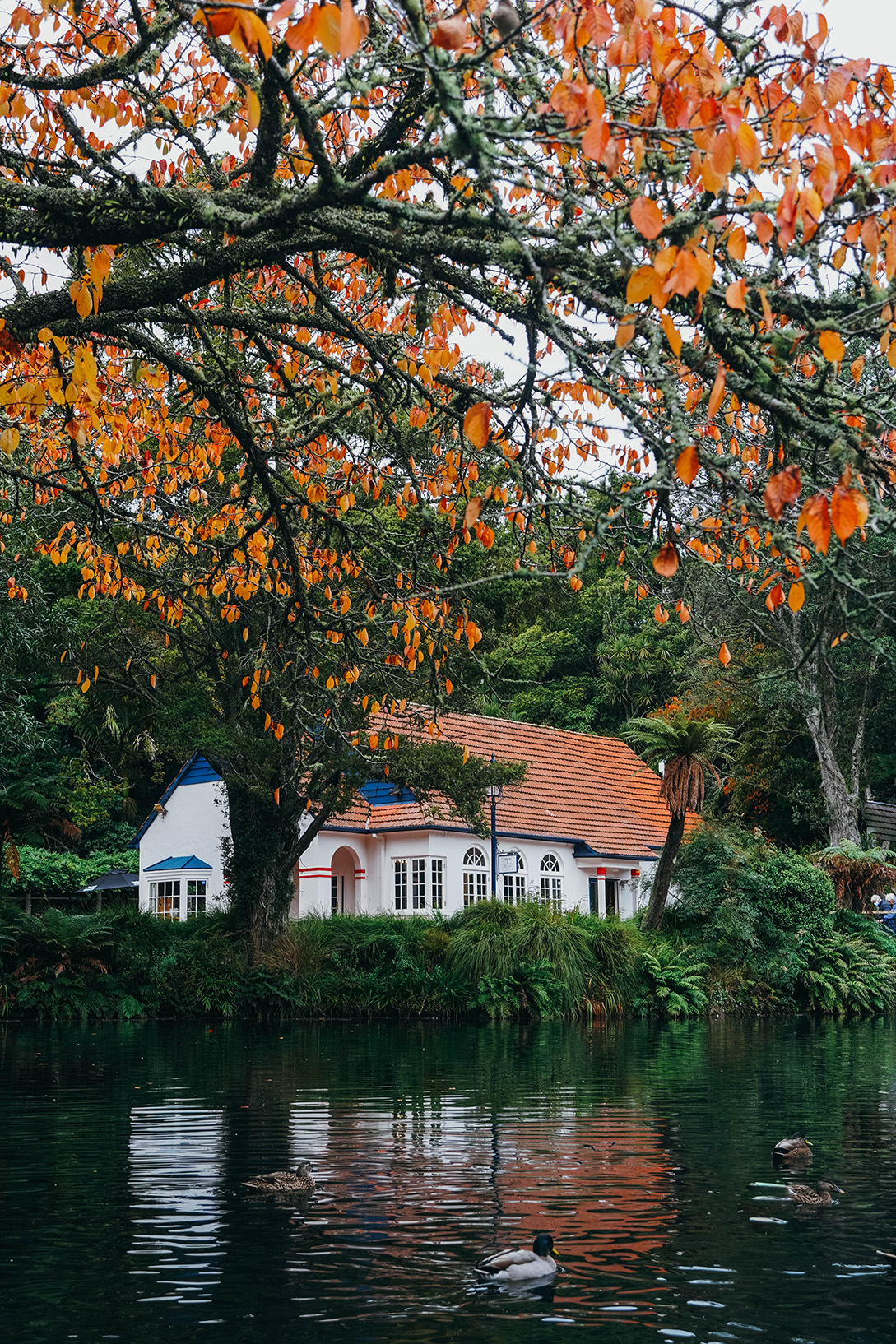 Que faire à New Plymouth en Nouvelle-Zélande ?​_OU MANGER_APASDEDINO_Flâner dans le parc de Pukekura​_1