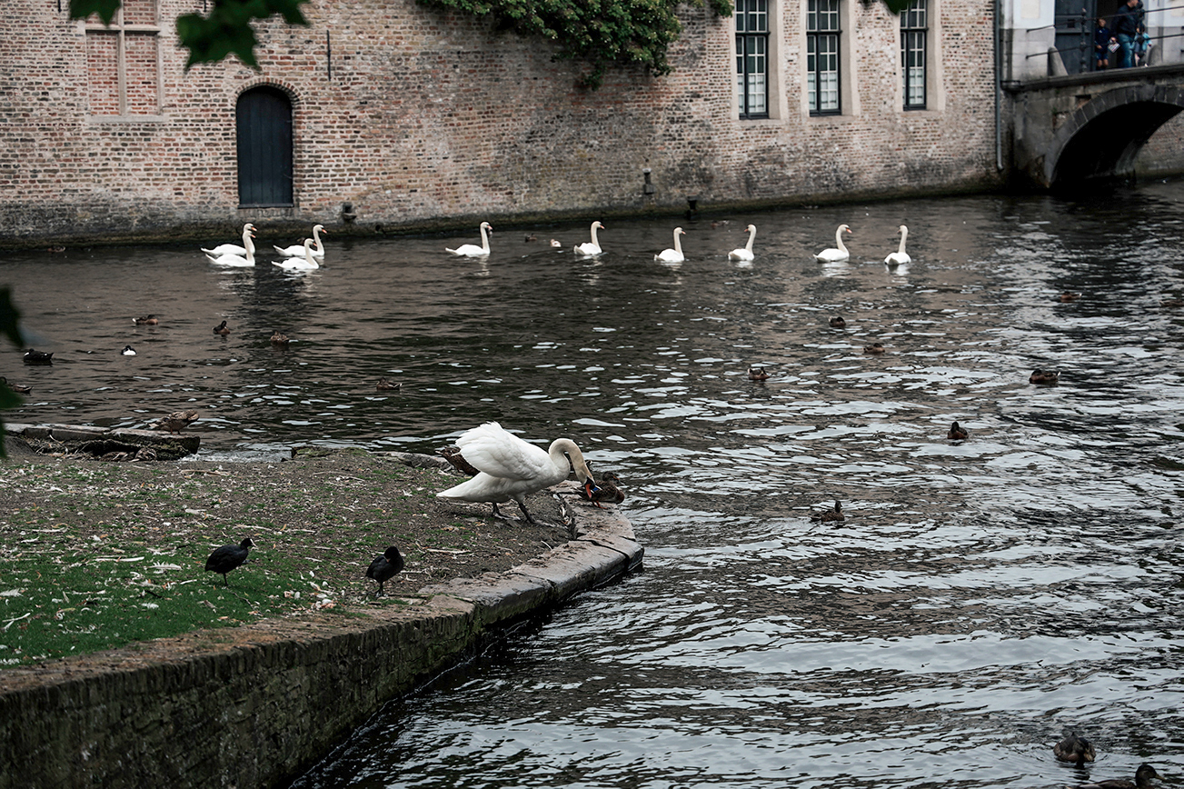Week-end à Bruges : que faire en 3 jours ?_Prendre l'air à la place de la vigne (Wijngaardplein)​​_A PAS DE DINO_2